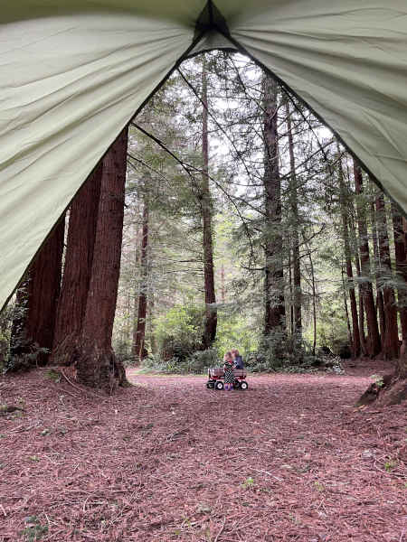 Tent site number 8 is located within a redwood tree grove. 