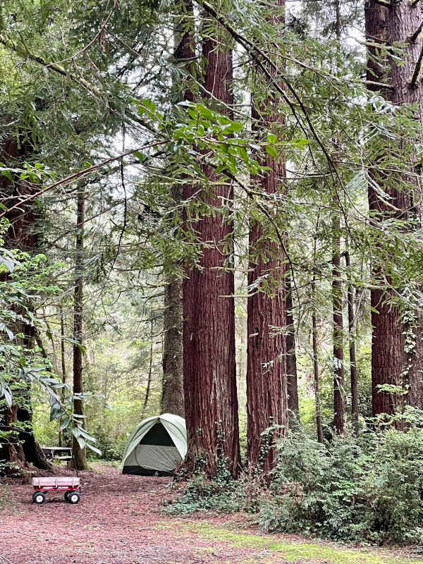 Tent site in a redwood tree grove in the Mystic Forest park. 