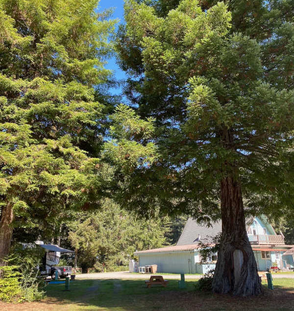 Premium pull-through RV site #24 next to the bathroom and close to the office