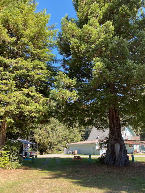 Premium pull-through RV site #24 next to the bathroom and close to the office