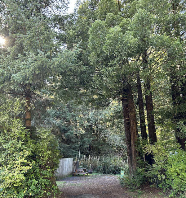 Standard back-in RV site #11, you can see how tight it is.