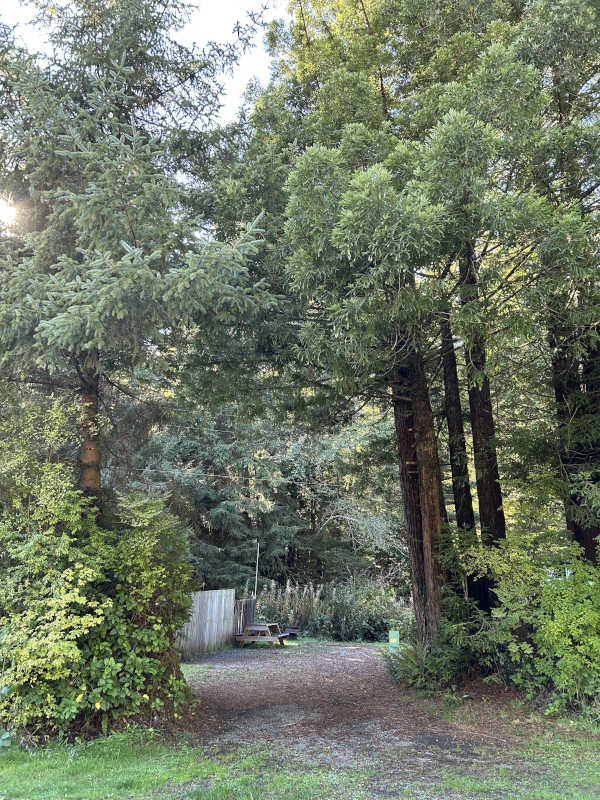 Standard back-in RV site #11, you can see how tight it is.