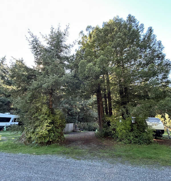 Standard back-in RV site #11, the site is set between 2 old big redwood stumps.