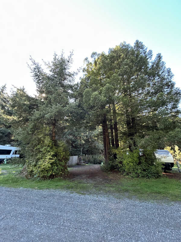 Standard back-in RV site #11, the site is set between 2 old big redwood stumps.